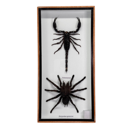 Tarentule et scorpion en boîte - 13,5x20,5 cm