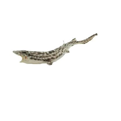 Requin-chat empaillé