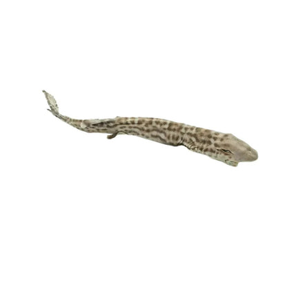 Requin-chat empaillé
