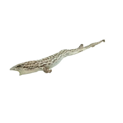 Requin-chat empaillé