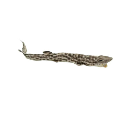Requin-chat empaillé