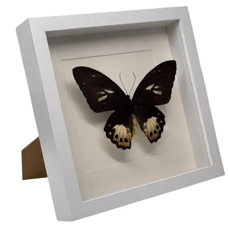 Ornithoptera priamus (vrouw) in lijst 25x25 cm