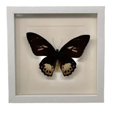 Ornithoptera priamus (vrouw) in lijst 25x25 cm