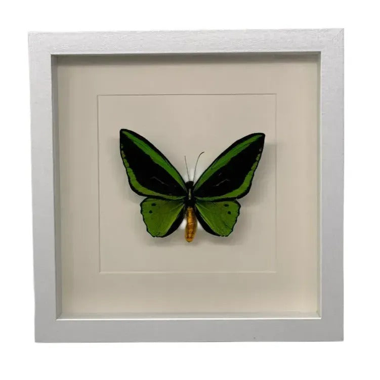 Ornithoptera priamus (man) in lijst 25x25 cm