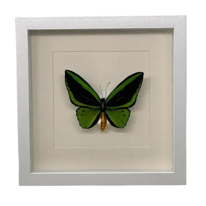 Ornithoptera priamus (man) in lijst 25x25 cm