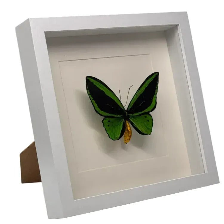 Ornithoptera priamus (man) in lijst 25x25 cm