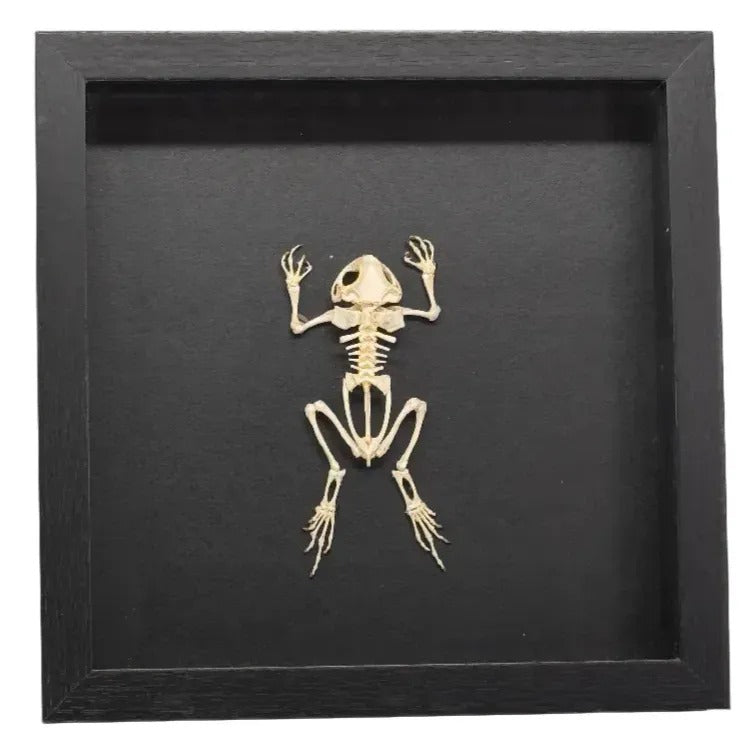 Duttaphrynus Melanostictus pad (skelet)  - zwarte lijst - 25x 25 cm