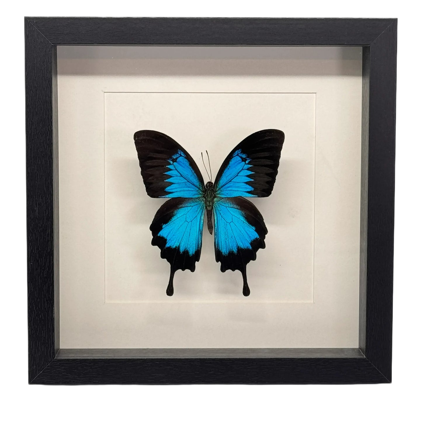 Papilio ulysses in diepe lijst 25x25 cm