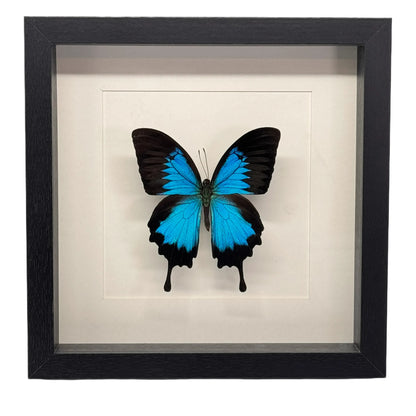 Papilio ulysses in diepe lijst 25x25 cm