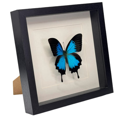 Papilio ulysses in diepe lijst 25x25 cm