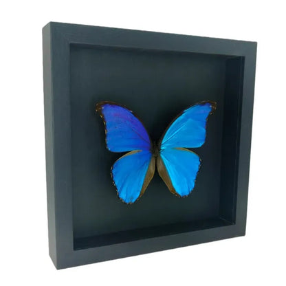 Morpho didius in diepe lijst  25x25 cm