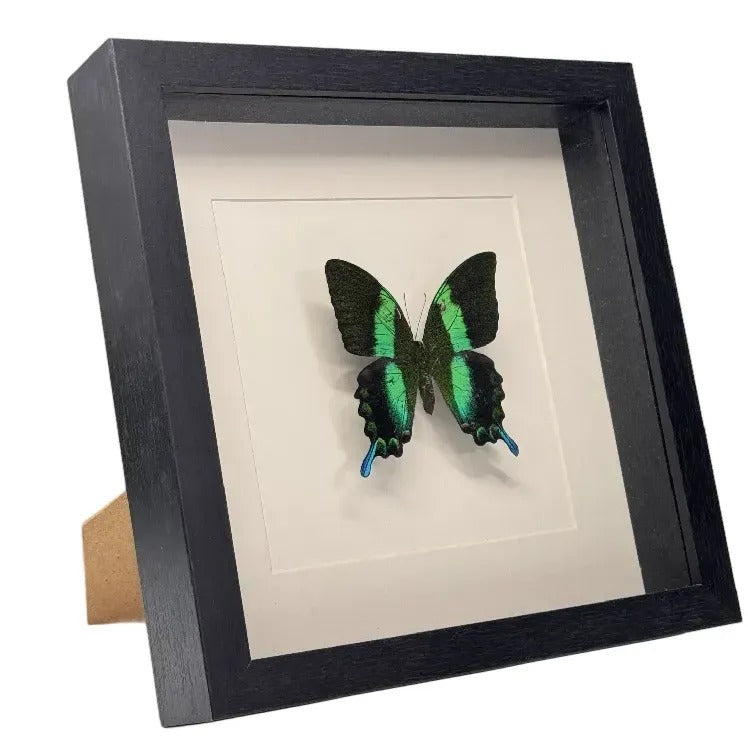 Urania ripheus in deep frame 25x25 cm