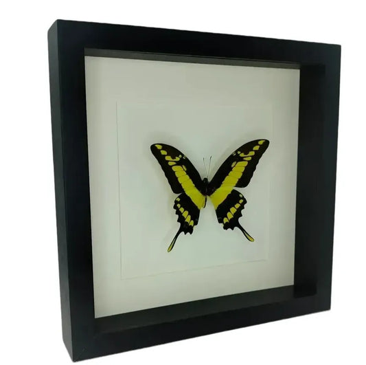 Urania ripheus in deep frame 25x25 cm