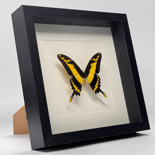 Papilio thoas in diepe lijst 25x25 cm