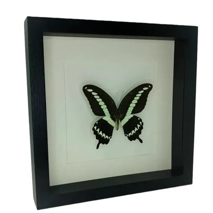 Urania ripheus in deep frame 25x25 cm