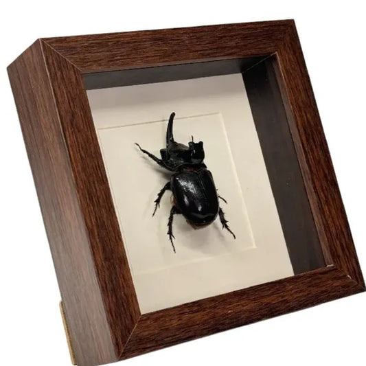 Oryctes nasicornis neushoorn kever – passe partout 16×16 cm
