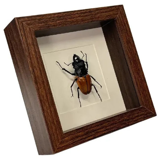 Lucanidae odontolabis - vliegend hert – passe partout 16×16 cm