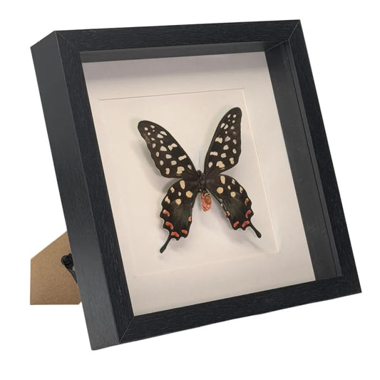 Papilio antenor in diepe lijst 25x25 cm