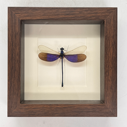 Lucanidae odontolabis – lucane cerf-volant – passe partout 16×16 cm