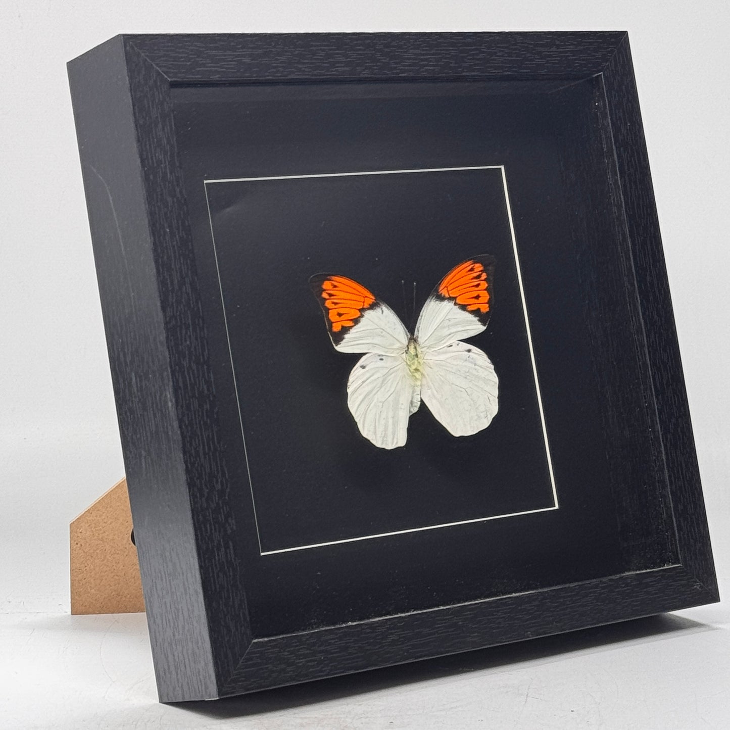 Hebomoia Glaucippe in diepe lijst  25x25 cm
