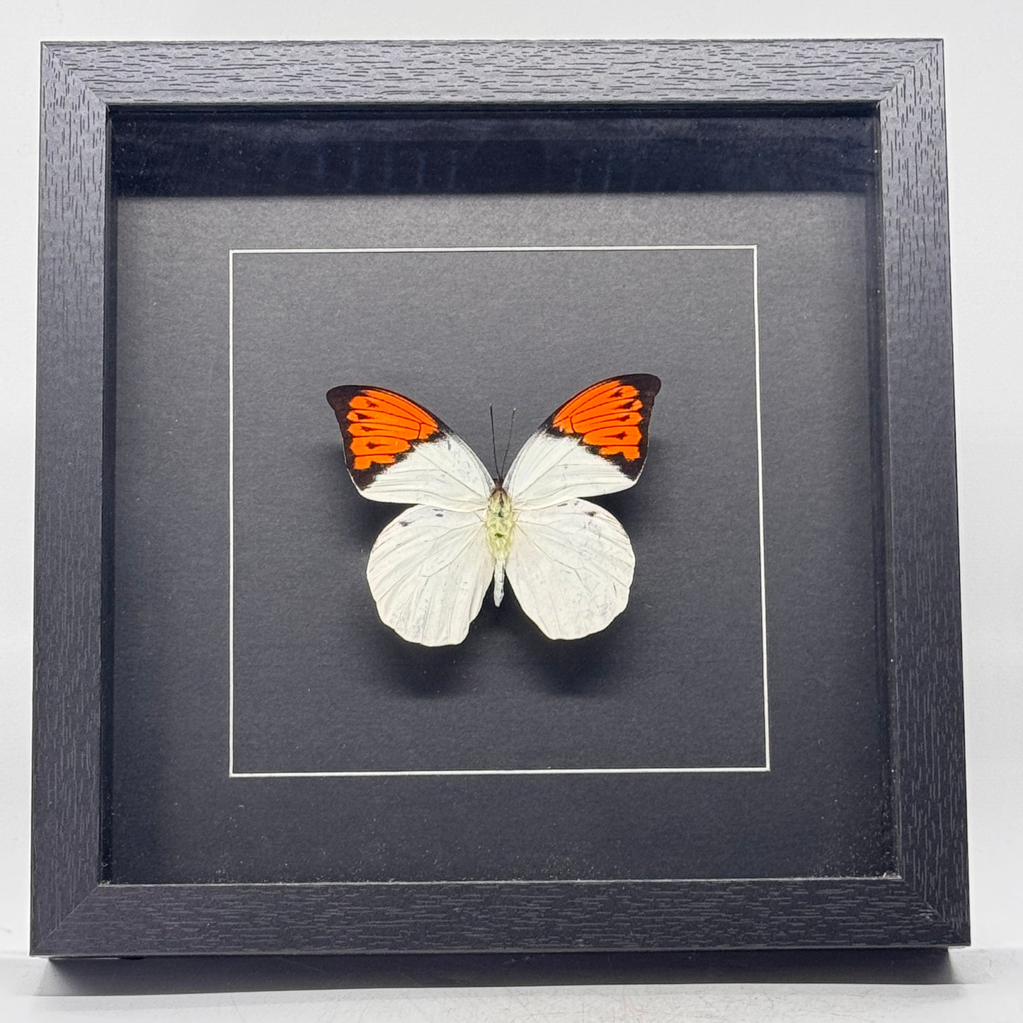 Hebomoia Glaucippe in diepe lijst  25x25 cm