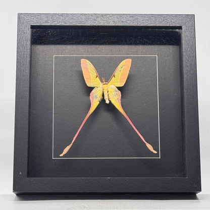 Morpho didius dans un cadre profond 25x25 cm