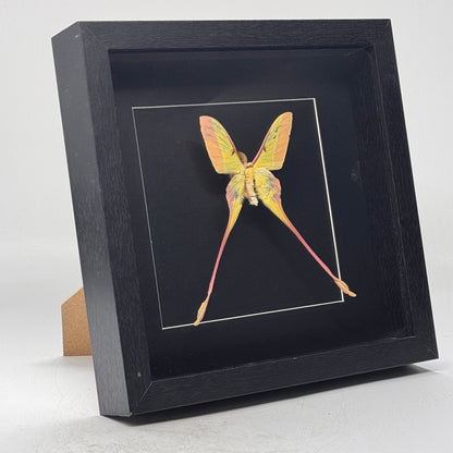 Morpho didius dans un cadre profond 25x25 cm