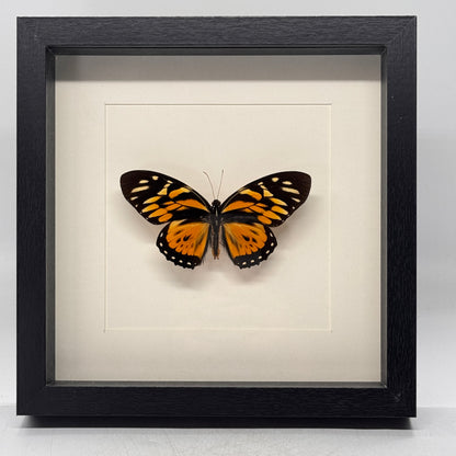 Papilio Zagreus in diepe lijst  25x25 cm
