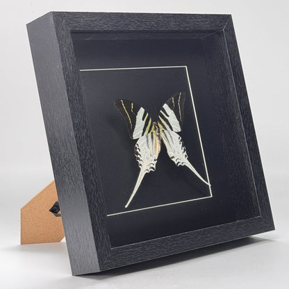 Papilio thoas dans un cadre profond 25x25 cm