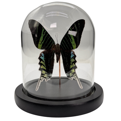 Papillon Urania leilus dans un dôme de verre