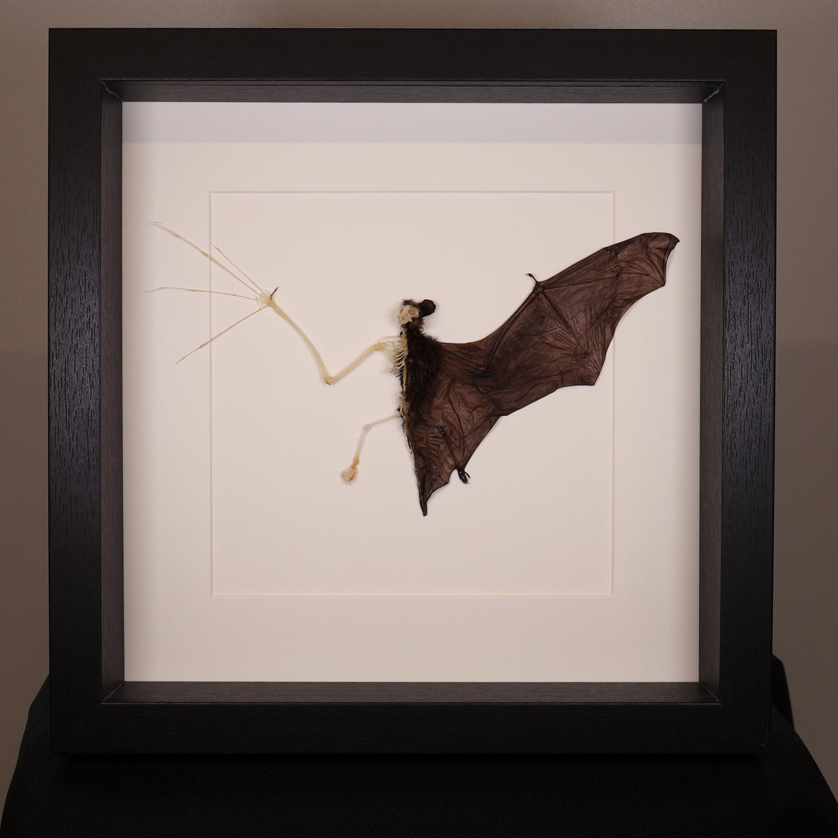 Bat skeleton – Pipistrellus imbricatus – In luxurious deep frame (25×25×4.5 cm)