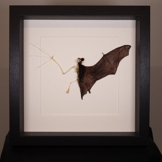 Squelette de chauve-souris – Pipistrellus imbricatus – Dans un luxueux cadre profond (25×25×4,5 cm)