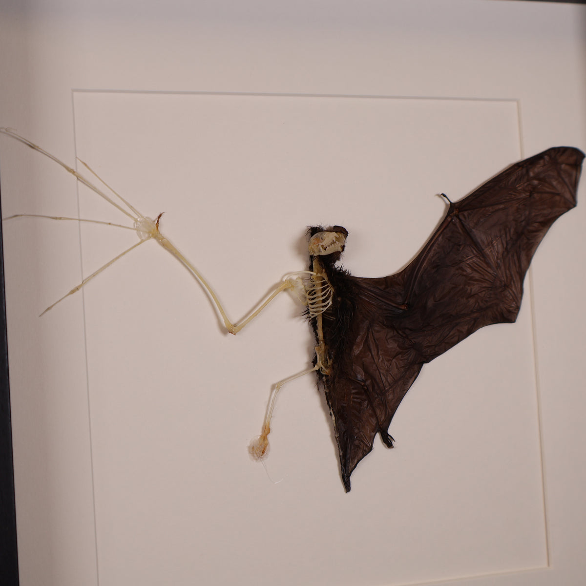 Bat skeleton – Pipistrellus imbricatus – In luxurious deep frame (25×25×4.5 cm)