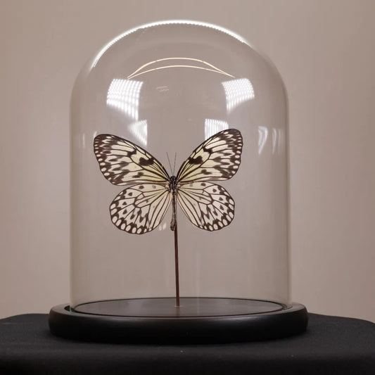 Idea leuconoe in stolp 17,5x17,5x20 cm