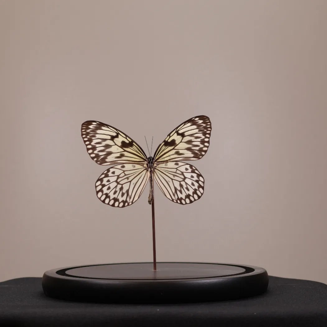 Idea leuconoe in stolp 17,5x17,5x20 cm