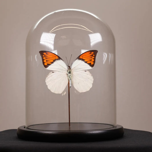 Hebomoia glaucippe in stolp 17,5x17,5x20 cm