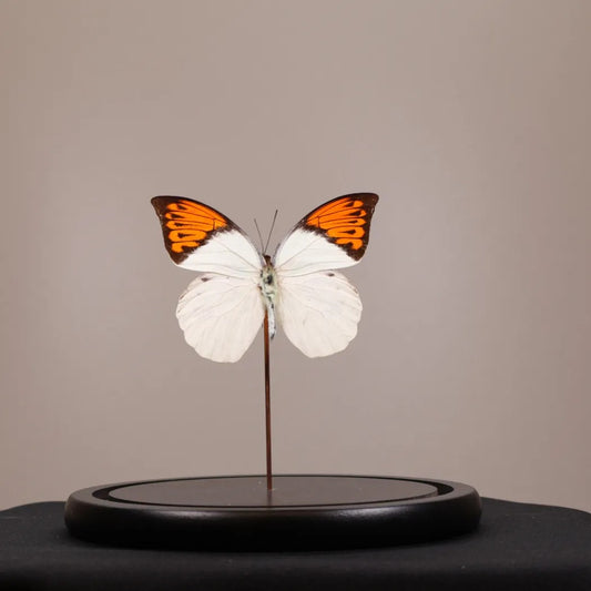 Hebomoia glaucippe in stolp 17,5x17,5x20 cm
