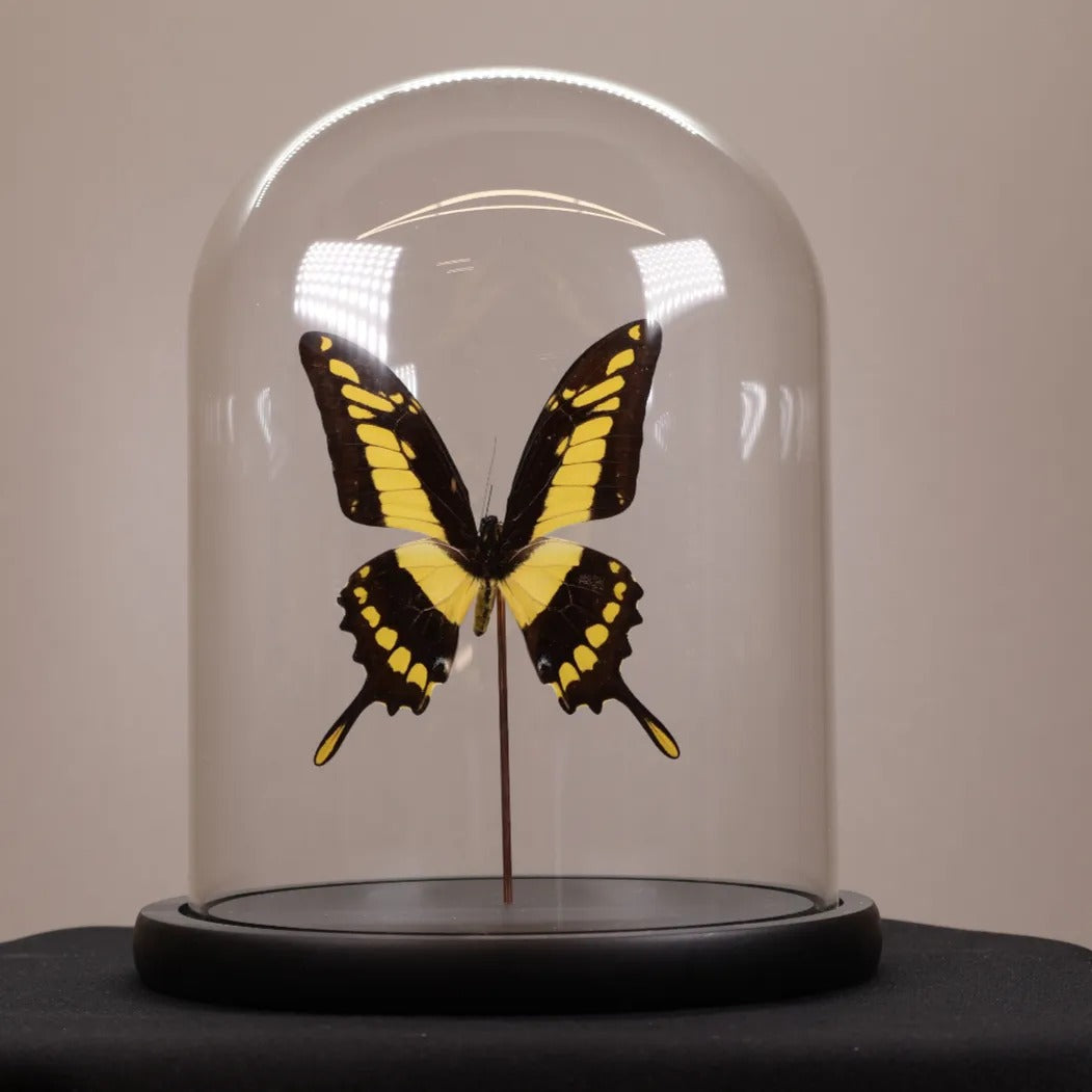 Papilio thoas in stolp 17,5x17,5x20 cm
