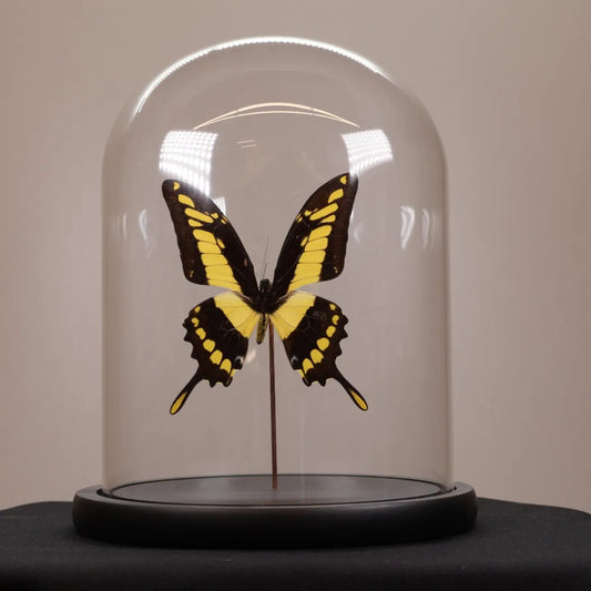 Papilio thoas in stolp 17,5x17,5x20 cm
