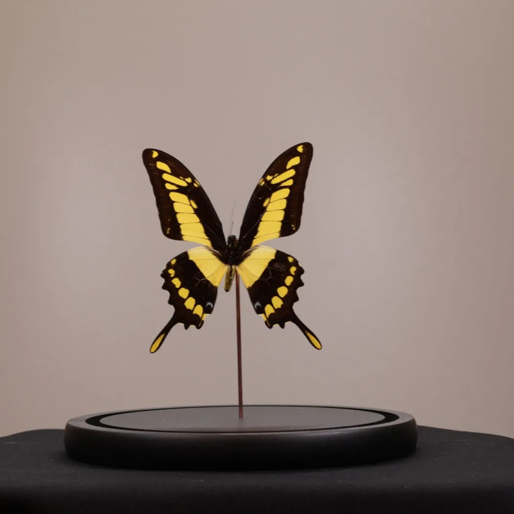 Papilio thoas in stolp 17,5x17,5x20 cm