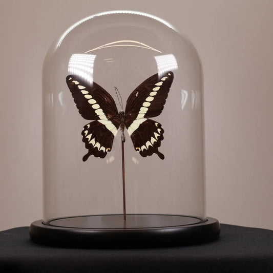 Papilio gigon in stolp 17,5x17,5x20 cm
