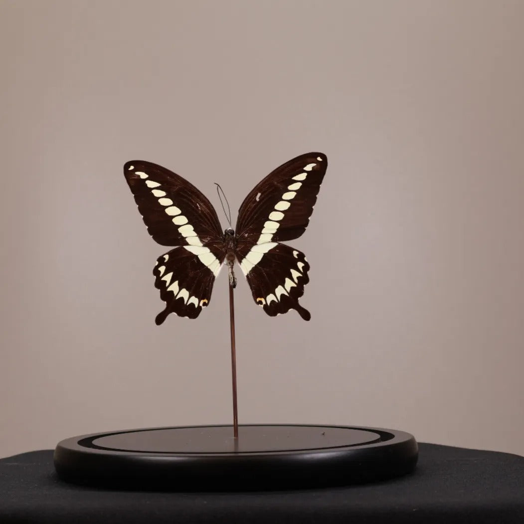 Papilio gigon in stolp 17,5x17,5x20 cm