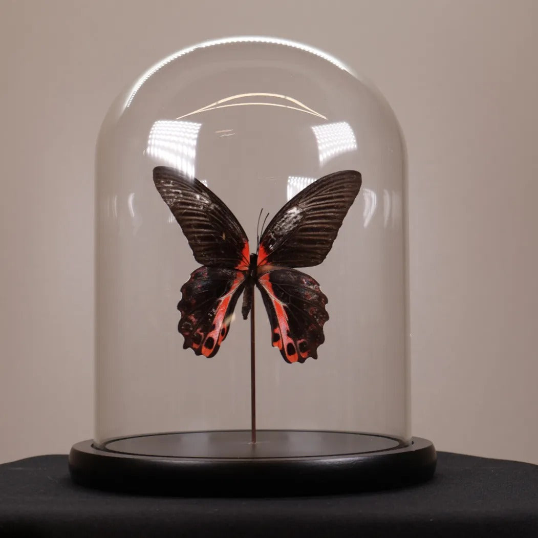 Papilio rumanzovia in stolp 17,5x17,5x20 cm