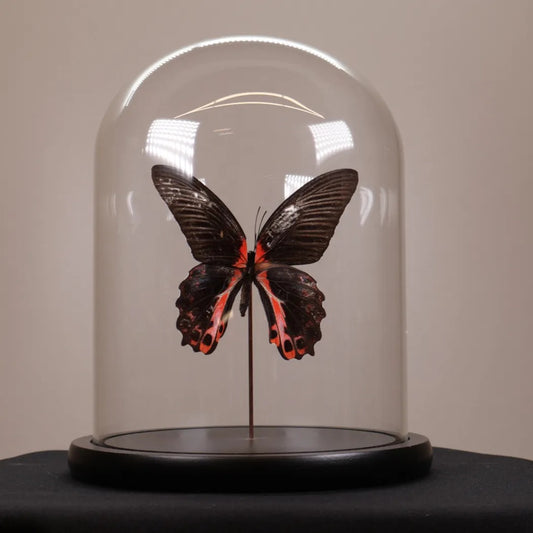 Papilio rumanzovia in stolp 17,5x17,5x20 cm