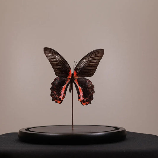 Papilio rumanzovia in stolp 17,5x17,5x20 cm