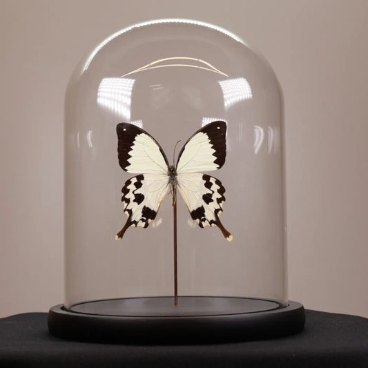 Papilio dardanus in stolp 17,5x17,5x20 cm