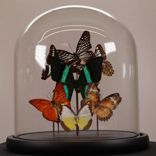 Vlinders mix met Papilio blumei in stolp 23x23 cm
