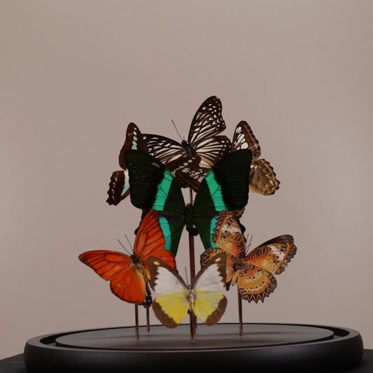 Vlinders mix met Papilio blumei in stolp 23x23 cm