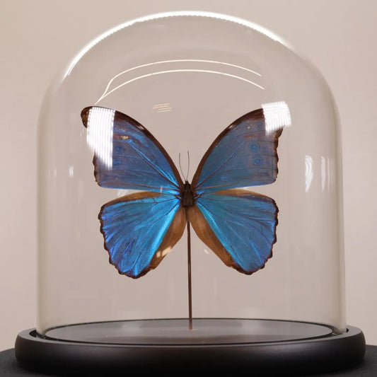 Morpho didius in stolp 23x23 cm