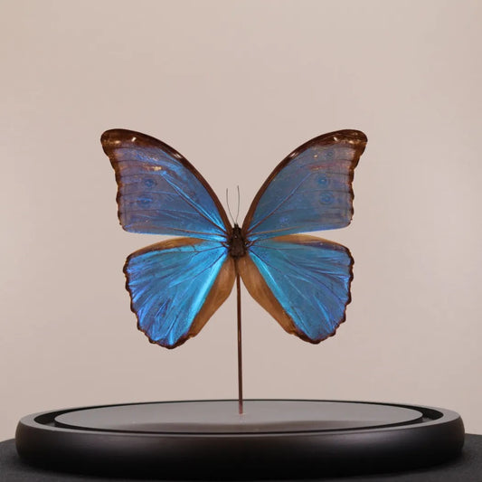 Morpho didius in stolp 23x23 cm